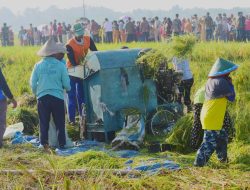 Panen Raya, Presiden Joko Widodo Minta Bulog Serap Gabah Petani Sebanyaknya
