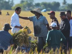 Tinjau Panen Raya Di Maros, Presiden Joko Widodo: Surplus Bisa Dibawa ke Daerah Lain