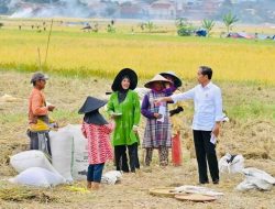Cek Langsung Harga Gabah, Presiden Joko Widodo Hampiri Petani yang Sedang Panen