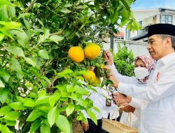 Presiden Joko Widodo Tinjau Area Pertanian Kopontren Al-Ittifaq