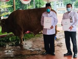 Presiden Joko Widodo Salurkan Sapi Kurban ke 38 Provinsi pada Iduladha 1444 H