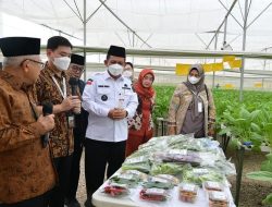 Dukung Kemandirian Ekonomi Masyarakat, Wapres Ma’ruf Amin Minta Kembangkan Kemitraan Inti Plasma