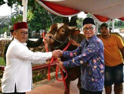 Idul Adha 1444 H, Wapres Ma’ruf Amin Kurban Sapi Limousin di Masjid Istiqlal