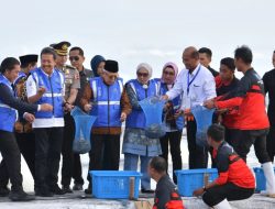 Wapres Ma’ruf Amin Resmikan Kegiatan Panen Udang Vaname di Tambak BUBK Kebumen