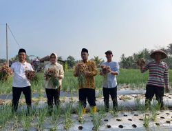 Bersama Petani di Pandeglang, Airin Rachmi Diany Panen Bawang Merah