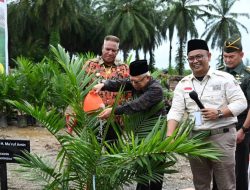 Tinjau Program Peremajaan Sawit Rakyat, Wapres Ma’ruf Amin Minta Segera Dibangun Pabrik Kelapa Sawit di Manokwari