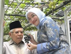 Bahagia Wapres Ma’ruf Amin, Panen Anggur Bersama Keluarga