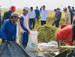 Panen Raya di Subang, Presiden Joko Widodo: Diharapkan Tambah Cadangan Beras Kita
