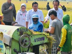Panen Raya di Indramayu, Presiden Pastikan Produksi Padi Baik