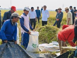 Panen Raya di Subang, Presiden: Diharapkan Tambah Cadangan Beras Kita