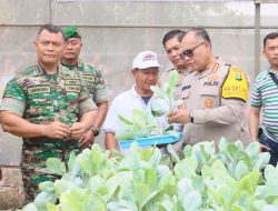 Urban Farming Green House Rusunawa Marunda