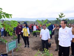 Penghijauan IKN, Presiden Joko Widodo: Untuk Bangun Hutan Hujan Tropis Yang Beragam