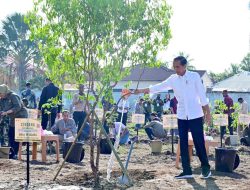 Lestarikan Tanaman Endemik NTT, Presiden Jokowi Tanam Pohon Cendana
