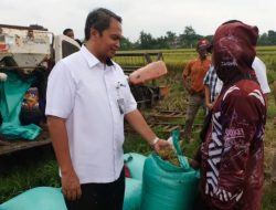 Penyerapan Gabah Beras Dalam Negeri Bulog Capai 30.000 Ton Setara GKP Perhari