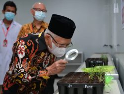 Dukung Papua Selatan Jadi Pusat Industri Gula, Wapres Ma’ruf Amin Tinjau Kawasan Perkebunan Tebu di Merauke