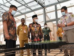 Merauke Diproyeksikan Jadi Lumbung Tebu, Wapres Ma’ruf Amin Pastikan Keterlibatan OAP