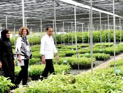 Presiden Jokowi Resmikan Persemaian Mentawir untuk Rehabilitasi Hutan Kalimantan