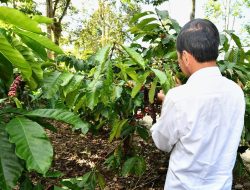 Panen Kopi di Lampung Barat, Presiden Jokowi Dorong Peningkatan Produktivitas