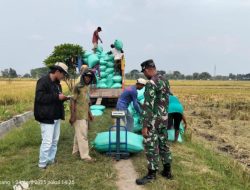 Serapan BULOG Jatim Tembus 300 Ribu Ton Setara Beras