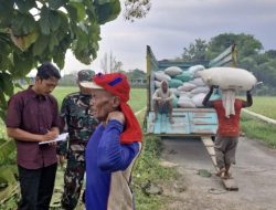 Tidak Libur, BULOG Terus Melakukan Penyerapan Gabah & Beras
