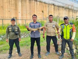 Apresiasi Tanggapan Pakar Lingkungan Soal Whoosh Tabrak Biawak, KCIC Komitmen Dukung Kelestarian Lingkungan dan Sustainability