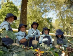 Pertamina Bawa Kopi Petani Kamojang Tembus Pasar Asia dan Eropa dengan Teknologi ‘Geothermal Dry House’